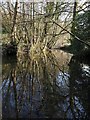 River Duntz at Buckland Mill