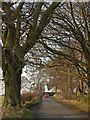 Tree lined road