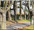 SX8861 : Stand of trees, Oldway mansion, Paignton by Tom Jolliffe