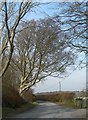 Beech Trees And Hedges