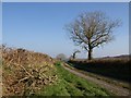 Lane towards Southcott