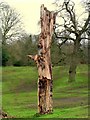 Tree trunk, near Edenderry