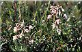 Marsh Helleborine (Epipactis palustris), Hightown