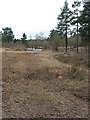 Tree clearance on Wigpool Common