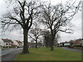 Mature trees in Purbrook Way