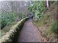 Woodland path north of Mugdock Reservoir