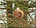 NX2464 : Red squirrel by David Baird