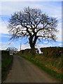 Tree, Ballyhay Road near Donaghadee