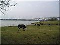 Cattle at Pond Hall Farm