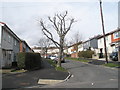 Tree in Winchcombe Road.