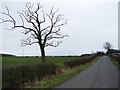 Tree Near Roadside