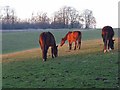 Horse on downland, Sparsholt