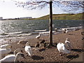 Windy day at the Lakeside