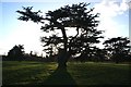 Cedar of Lebanon