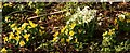 Celandines and Snowdrops