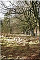 Beeches on Hill of Ryland