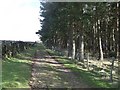 Track beside conifer plantation near High Agra