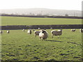 Sheep at Higher Trossell