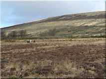 S9989 : Wild horses on the hillside by Jonathan Billinger