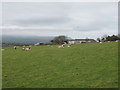 Thurlibeer farm and sheep, near Red Post