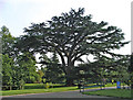 Cedar of Lebanon, Forty Hall, Enfield