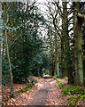 Green Lane in Holm Wood