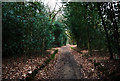 Green Lane in Holm Wood