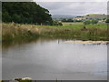 Field Pond by Knots Lane, Orton