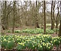 SU8262 : Daffodils in Ambarrow Court by Diane Sambrook