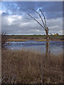 Pond near Welton Water