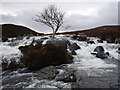 NG9484 : Tree in the River Gruinard by Roger McLachlan
