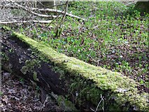 SU0522 : Moss covered log, Knighton Wood by Maigheach-gheal