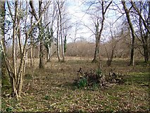SU0522 : Woodland clearing, Knighton Wood by Maigheach-gheal