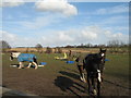 Horses at New Farm, Moore