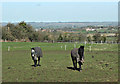 2008 : Horses, Bullenhill near Steeple Ashton