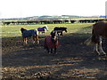 Ponies At Whinney Hill Stables