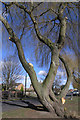 Willow on Canal Side, Beeston