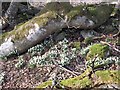 Snowdrops. Drumore House