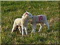 Lambs, south of Eastington