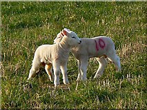 SP1311 : Lambs, south of Eastington by Brian Robert Marshall