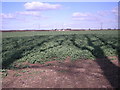 Crops & shadows at Astol.