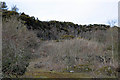 Disused Quarry at Rossie Braes