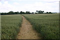 Clear path through the crops