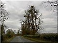 Trees near Leyhill prison