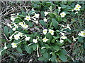 Primroses 2008