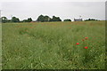 Poppies in the field