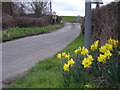 Hooray! the Daffs