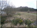 Thoresby Estate - Track View near Lake