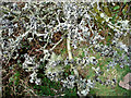 Lichens on hawthorn