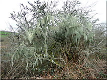 SW6834 : Lichen tree by Jonathan Billinger